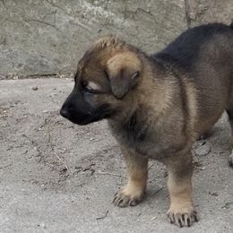 Girl 4 - Sable German Shepherd puppy in El Sobrante, California from Zwinger vom Patiala