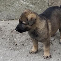 Girl 4 - Sable German Shepherd puppy in El Sobrante, California from Zwinger vom Patiala