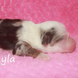 Tayla - Blue merle female Miniature American Shepherd puppy in Godley, Texas from Flying H Toy and Mini Aussies