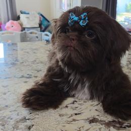 Reese - Chocolate male Shih Tzu puppy in Jenks, Oklahoma from Northstar Shih Tzu