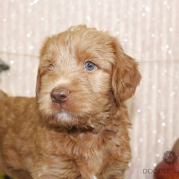 Bernedoodle, Goldendoodle, and Labradoodle Puppies from Doodle Nation