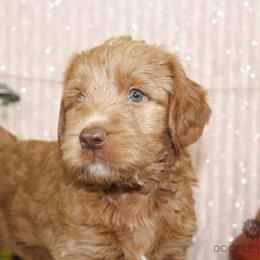 Bernedoodle, Goldendoodle, and Labradoodle Puppies from Doodle Nation