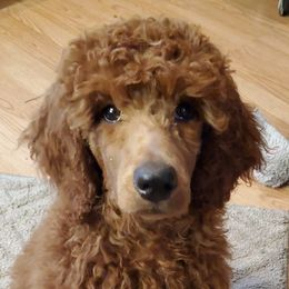 Poodle Puppies from Columbia River Sunset Poodles