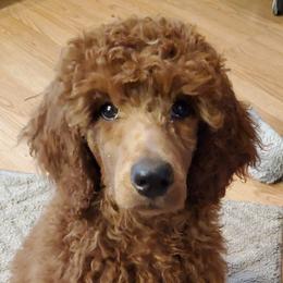 Poodle Puppies from Columbia River Sunset Poodles