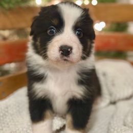 Black Tri Male (Jack) - Black tri-color male Australian Shepherd puppy in Bouton, Iowa from Beaver Creek Aussies