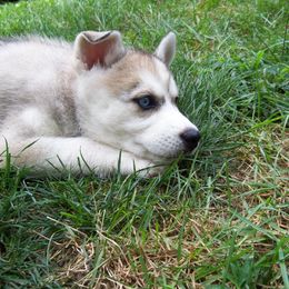 Siberian Husky Puppies from T and T Kennels