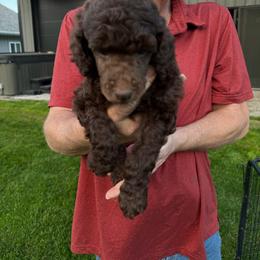 Brown girl 2 - Brown female Poodle puppy in Wentworth, South Dakota from PaintersPreciousPoodles