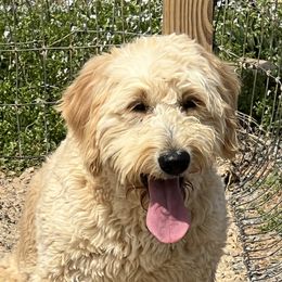 Bella - Goldendoodle
