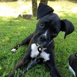 Oakley - Boxer