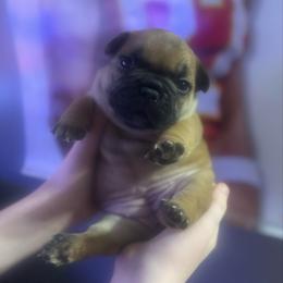 Disco - Fawn female French Bulldog puppy in Girard, Kansas from Frenchie Kingdom