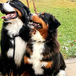 Pinkers - Bernese Mountain Dog