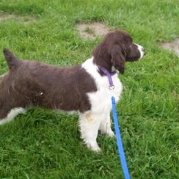 English Springer Spaniels from KStar English Springer Spaniels