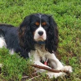 Cavalier King Charles Spaniels from Cavalier Pups