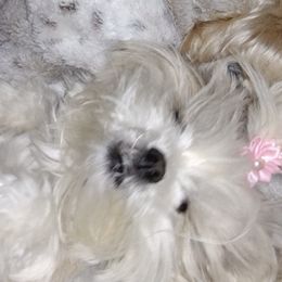 Maltese, Shih Tzus, and Yorkshire Terriers from Puppy Love
