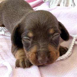 Waggles - Chocolate and tan female Dachshund puppy in Hendersonville, North Carolina from Snarky Doxy Miniature Dachshunds