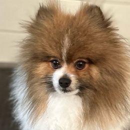 Coco - Pomeranian