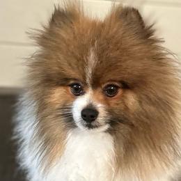 Coco - Pomeranian