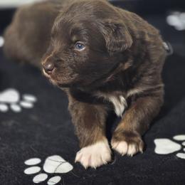 Jupiter RTM - Red tri-color male Australian Shepherd puppy in Rainsville, Alabama from Chaparro Farm
