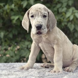 Sienna - Merle female Great Dane puppy in Beulah, Michigan from Northwood Euro Danes and Bassets