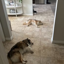 Pomsky All Grown Up from Kenna'z Kuddly Pomskiez