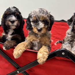 Bernedoodle and Labradoodle Puppies from Zehr’s Labradoodles & Bernedoodles