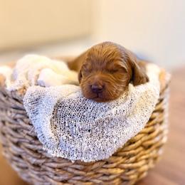Bravo only boy - Red  male Goldendoodle puppy in Queen Creek, Arizona from Sunny Doodles