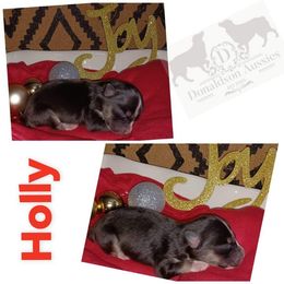 Australian Shepherd and Miniature Australian Shepherd Puppies from Donaldson Aussies