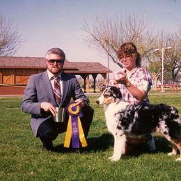 Australian Shepherd All Grown Up from Windmill Australian Shepherds