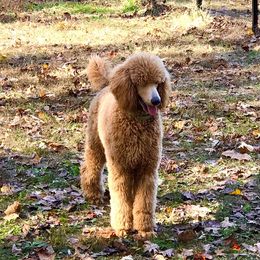 Poodle Puppies from Prissy Pants Poodles LLC