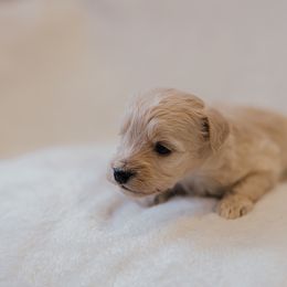 Phoebe - Cream female Aussiedoodle puppy in Orleans, Indiana from Mae Blossom Puppies