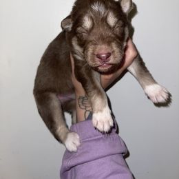 Boy 1 - Red and white Siberian Husky puppy in Jonesborough, Tennessee from Dry Creek Siberians