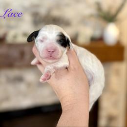 Lace - Tri-color female Cavapoo puppy in Midland, Michigan from Northern Charm Farm