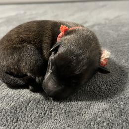 Red - Gold brindle male Dutch Shepherd puppy in Wheatland, Wyoming from Mill Iron Dutch Shepherds