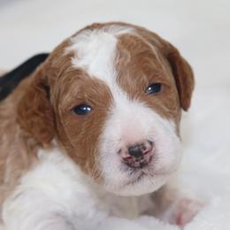 Snoopy - Parti male Goldendoodle puppy in Stratford, New Jersey from Meadow Lark Doodles