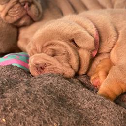 Tabitha - Lilac tri-color female Bulldog puppy in Topeka, Kansas from Midwest Monster Made Bulldogs