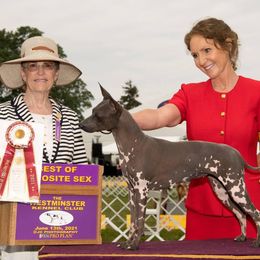 American Hairless Terriers and Chihuahuas from CAS' American Hairless Terriers and Chihuahuas