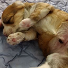 Lee - Red sable male Havanese puppy in Cleveland, Texas from 7th Heaven Havanese of Texas