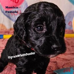 Monica - Black female Goldendoodle puppy in Peytno, Colorado from Grace N Faith Doodles