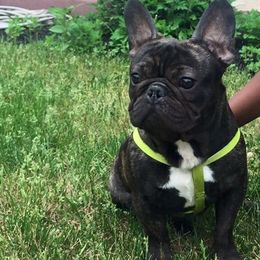 French Bulldogs from Top Shelf Bullies LLC