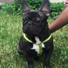 French Bulldogs from Top Shelf Bullies LLC