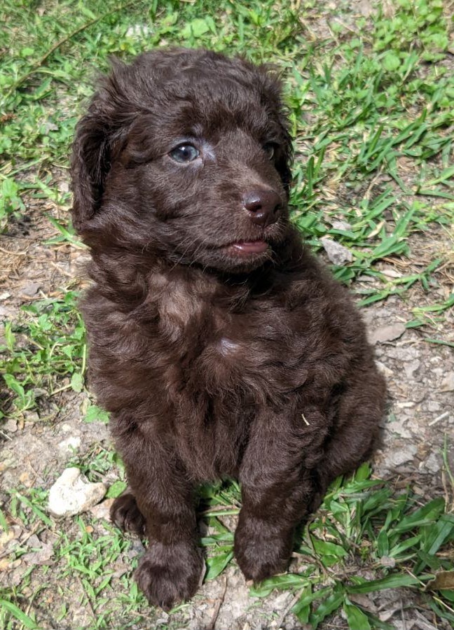 Cockapoo Puppies from Cano Cockapoos