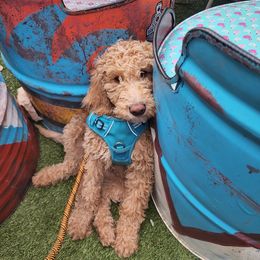 Goldendoodle Puppies from Nona & Papa Goldendoodles-Aledo TX