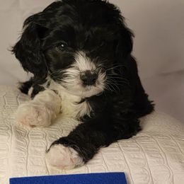 Boy 3 - Black Goldendoodle puppy in Coon Rapids, Minnesota from MN Celestial Doodles