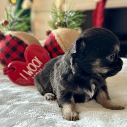 Chihuahua Puppies from Sunset Eves Chihuahuas