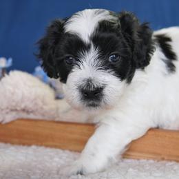 Heath - Black and white male Coton de Tulear puppy in Forney, Texas from Buttercup Cotons of Texas