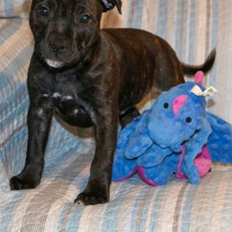 Staffordshire Bull Terrier Puppies from Rukkus Staffords