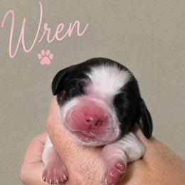 Wren - Tri-Roan female English Springer Spaniel puppy in Fort White, Florida from Thunderbird Springers