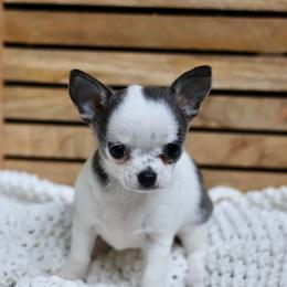 Gamora 3750 - Blue and white female Chihuahua puppy in Beaumont, Texas from Down south pups