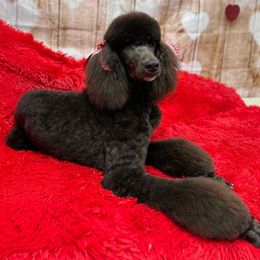 Aussiedoodles, Golden Aussiedoodles, Goldendoodles, Labradoodles, and Poodles from Grapeshot Poodles & Doodles LLC