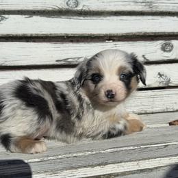Boy 2 - Blue merle male Miniature Australian Shepherd puppy in Licking, Missouri from Burnett Aussies